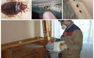 Холодный туман от клопов