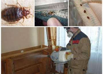 Холодный туман от клопов