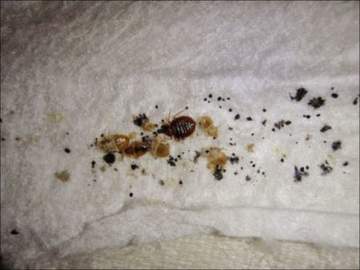 заселенности квартиры клопами