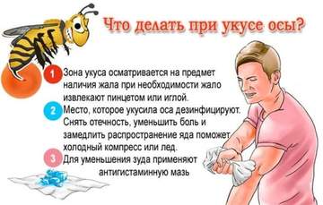 укусила оса