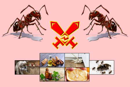 домашних муравьев
