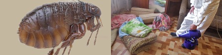 избавиться от блох