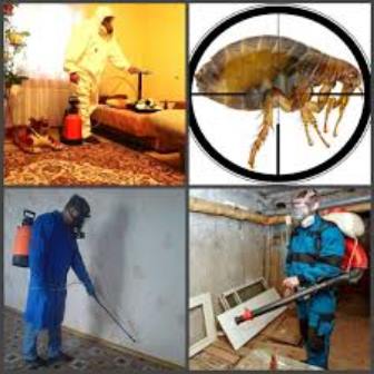 способы избавиться от блох