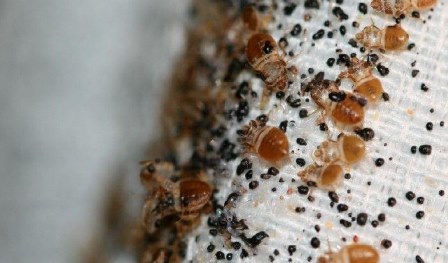 Признаки наличия постельного клопа