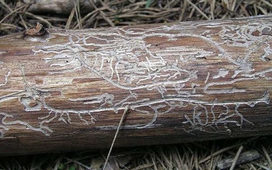 ОБЕЗОПАСИТЬ ДЕРЕВО ОТ КОРОЕДОВ