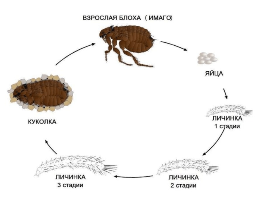 бороться с блохами